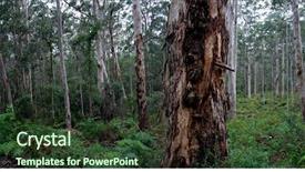 Presentation with tree river - Audience pleasing slide set consisting of karri trees at boranup forest backdrop and a  colored foreground