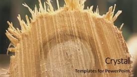  Presentation with eucalyptus - Presentation theme with plantation eucalyptus bluegum trees being harvested for woodchipping background and a coral colored foreground