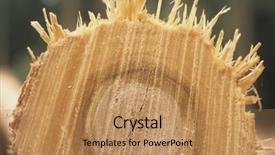  Presentation with eucalyptus - Slides consisting of plantation eucalyptus bluegum trees being harvested for woodchipping background and a coral colored foreground