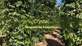  Presentation with plantation - Slide deck enhanced with plantation-is-famous-pepper-phu background and a tawny brown colored foreground