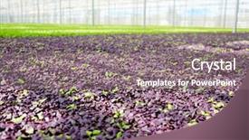  Presentation with plantation - PPT layouts featuring plantation of purple lettuce seedlings background and a gray colored foreground