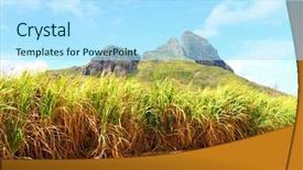  Presentation with sugar cane - Slide deck having plantation of sugar cane background and a arctic colored foreground