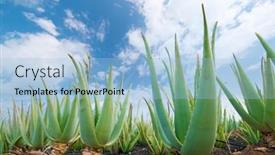  Presentation with aloe vera - Beautiful presentation theme featuring plantation-of-the-medicinal-plant backdrop and a light blue colored foreground