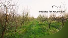  Presentation with plantation - Audience pleasing presentation design consisting of plantation-of-young-apple-trees backdrop and a sky blue colored foreground