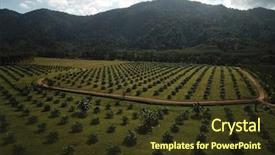  Presentation with palm oil - Slide deck enhanced with plantations for palm oil production background and a tawny brown colored foreground