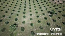  Presentation with oil production - PPT layouts with plantations for palm oil production background and a gray colored foreground