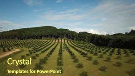  Presentation with oil production - Colorful PPT layouts enhanced with plantations for palm oil production backdrop and a tawny brown colored foreground