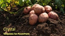  Presentation with organic farming - Slide set enhanced with plantations-grow-harvesting-fresh-organic background and a wine colored foreground