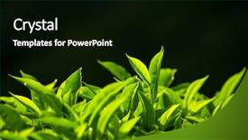  Presentation with tea leaves - Audience pleasing theme consisting of plantations in munnar kerala india backdrop and a black colored foreground