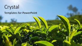  Presentation with bud - Theme enhanced with plantations in munnar kerala india background and a light blue colored foreground