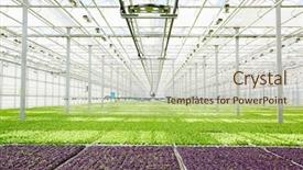  Presentation with purple green - Slides featuring plantations of purple and green background and a soft green colored foreground