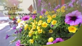  Presentation with street - Slide deck consisting of planter-of-flowers-along background and a  colored foreground