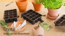  Presentation with home gardening - PPT theme with planting at home man sowing background and a  colored foreground