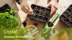  Presentation with home gardening - Slide set featuring planting at home man sowing background and a tawny brown colored foreground