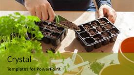  Presentation with home gardening - Amazing slide set having planting at home man sowing backdrop and a gold colored foreground