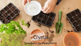  Presentation with home gardening - Slide set with planting at home man sowing background and a  colored foreground