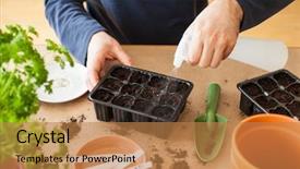  Presentation with home gardening - Colorful presentation design enhanced with planting at home man sowing backdrop and a coral colored foreground