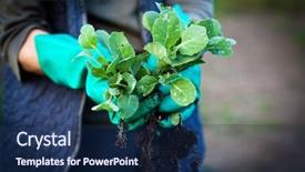 Presentation with seedling - Cool new presentation design with planting cabbage seedling backdrop and a navy blue colored foreground
