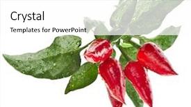  Presentation with red chilly - Slide deck having planting chilly - branch red decoration peppers isolated background and a white colored foreground