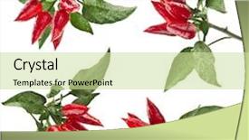  Presentation with red chilly - Slides featuring planting chilly - branch red decoration peppers set background and a soft green colored foreground