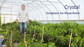  Presentation with chilli - Audience pleasing theme consisting of planting chilly - farmer checking organic chilli plants backdrop and a  colored foreground