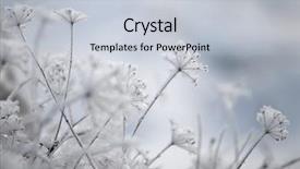  Presentation with plants - Amazing slides having planting chilly - frozen plants winter background backdrop and a lemonade colored foreground