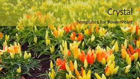  Presentation with chilli - Audience pleasing PPT theme consisting of planting chilly - lots of bright hot chilli backdrop and a  colored foreground