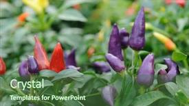  Presentation with chili - PPT theme with planting chilly - purple red and yellow chili background and a ocean colored foreground