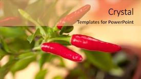  Presentation with red chilli - PPT theme having planting chilly - red chilli pepper plant very background and a yellow colored foreground
