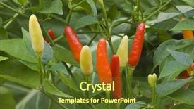  Presentation with plant growth - Beautiful PPT theme featuring planting chilly - small chilli pepper plant growth backdrop and a  colored foreground