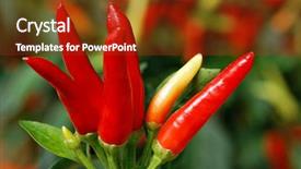 Presentation with peppers - PPT layouts featuring planting chilly - tiny colorful chili peppers still background and a tawny brown colored foreground