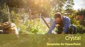  Presentation with crops - Colorful slide deck enhanced with planting crops in communal garden backdrop and a tawny brown colored foreground