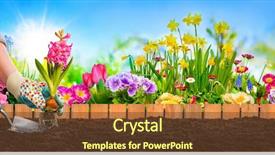  Presentation with planting the seed - Presentation theme enhanced with planting flowers in sunny garden background and a tawny brown colored foreground