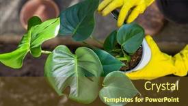  Presentation with home gardening - PPT layouts having planting-monstera-plant-home-gardening background and a tawny brown colored foreground
