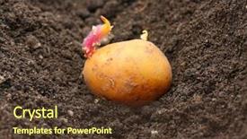 Presentation with bio - Beautiful theme featuring planting of a germinated potatoes backdrop and a tawny brown colored foreground