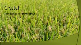  Presentation with rice paddy - Colorful presentation enhanced with planting paddy rice filed backdrop and a gold colored foreground