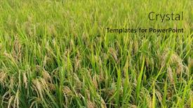  Presentation with rice paddy - Presentation design enhanced with planting-paddy-rice-meadow background and a gold colored foreground
