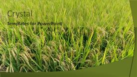  Presentation with rice paddy - 