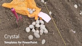  Presentation with vegetable gardening - Presentation design with planting-potatoes-in-vegetable-garden background and a  colored foreground