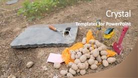  Presentation with vegetable gardening - Slide deck featuring planting potatoes in vegetable garden background and a  colored foreground