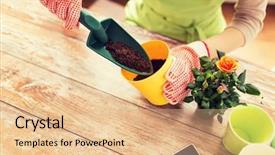  Presentation with flower woman - PPT theme consisting of planting roses to flower pot background and a coral colored foreground