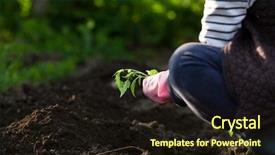  Presentation with transgenic plants food test - Presentation theme featuring planting seedlings in spring - organic background and a wine colored foreground