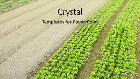  Presentation with product - Colorful PPT layouts enhanced with planting seeds - farm with product backdrop and a  colored foreground