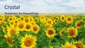 Presentation with sky blue - Slide set having planting seeds - field of blooming sunflowers background and a  colored foreground
