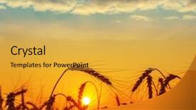  Presentation with harvest - PPT theme with planting seeds - field with harvest at sunset background and a yellow colored foreground