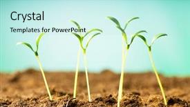  Presentation with seedling - PPT theme having planting seeds - green seedling illustrating concept background and a sky blue colored foreground