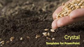  Presentation with seeds - Presentation design having planting seeds - sowing wheat background and a tawny brown colored foreground