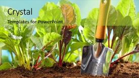  Presentation with agriculture planting - Presentation theme having planting sugar beets background and a yellow colored foreground