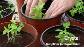  Presentation with planting technology - Presentation featuring planting tomato seedlings in pots background and a tawny brown colored foreground