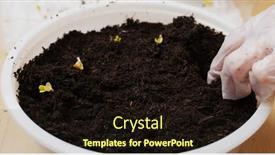  Presentation with vegetable garden - Presentation design consisting of planting-vegetable-at-home background and a wine colored foreground